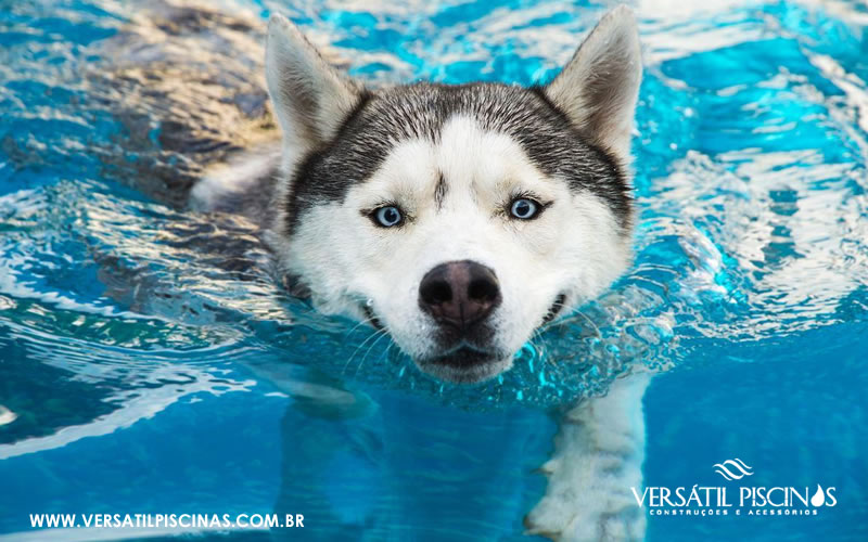 Piscinas e Pets Cuidados Necessários